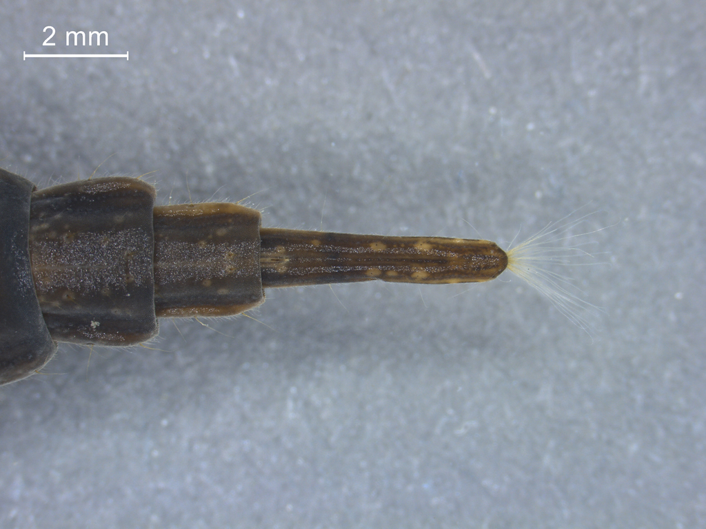 Stratiomys longicornis